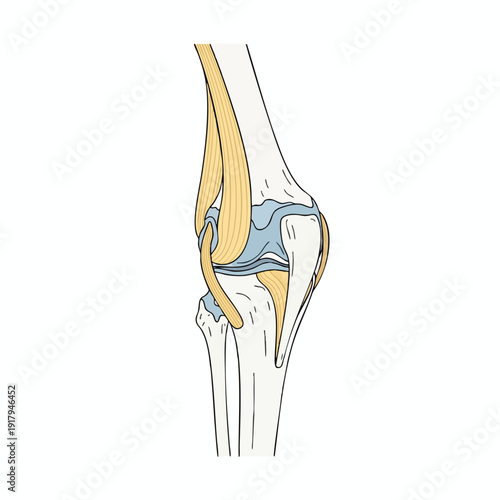Anatomical Knee Joint Illustration