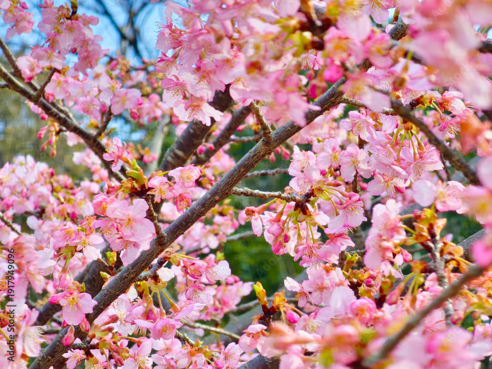 Obraz premium 2月に咲く河津桜