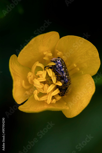 Abeja durmiendo en flor amarilla, primavera