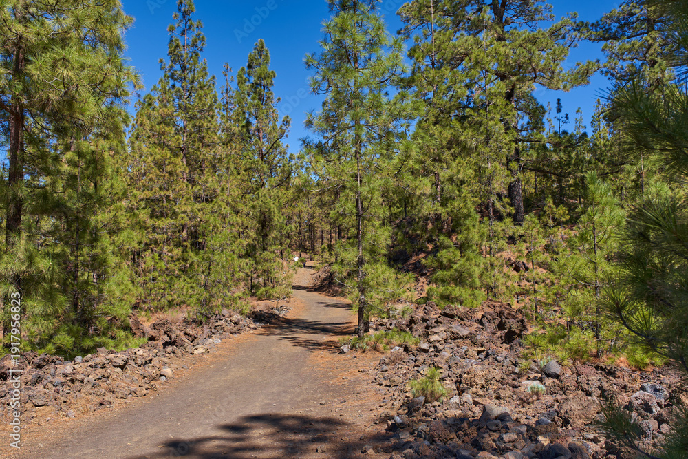 Fototapeta premium Chinyero volcano trail through Corona Forestal pine forest
