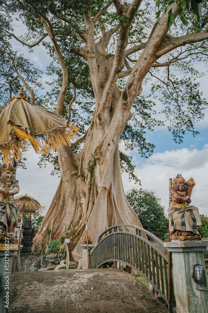 Obraz premium Giant 700-Year-Old Kayu Putih Ancient Tree in Bayan, Bali