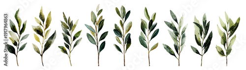 Botanical illustration with eucalyptus branches, fern foliage, and delicate twig elements. Perfect nature-inspired frame for wedding invitations and decorative projects. Vector illustration.