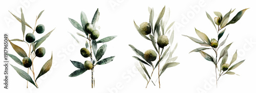 Watercolor olive branch illustration with green leaves and fruit. Mediterranean botanical set featuring realistic tree sprigs, vintage floral elements, and organic design on white background.