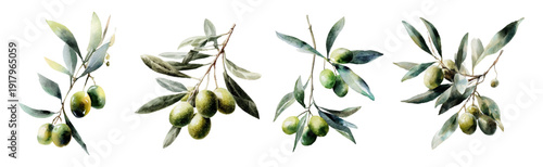 Greek olive tree branches in watercolor style. Elegant botanical illustration set with green leaves, Mediterranean fruit, vintage floral frames, and realistic plant elements for design.