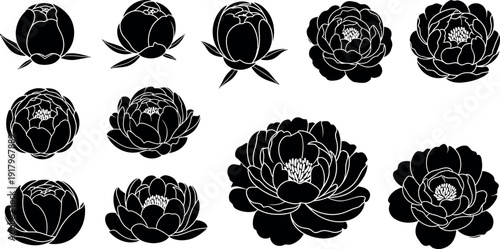 Black and white peony flower silhouettes flowers