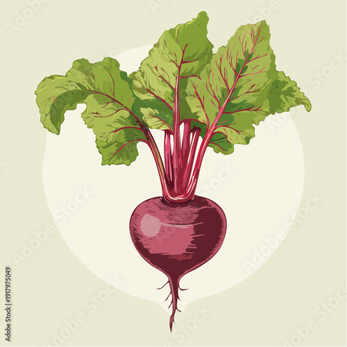 Illustration of a beetroot with vibrant red roots and green leaves showcasing a vegetable in a still life composition from a front viewpoint