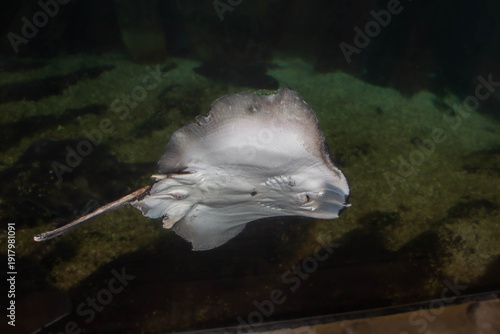 Raie pastenague observée de face dans un aquarium