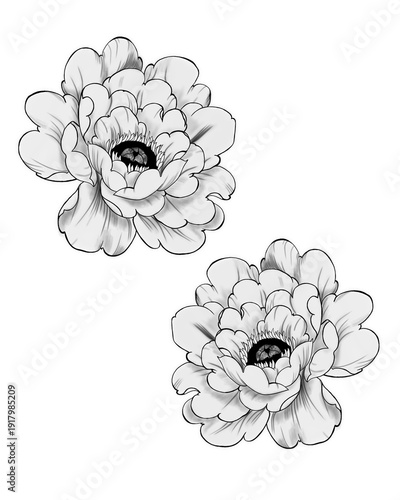 Wildflower peony flower in a style isolated. Full name of the plant: peony. w...