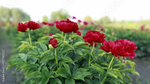 Red peony flowers blooming in garden, gently swaying in soft breeze. Natural sunlight, romantic floral background. Seasonal nature scene, delicate petals, peaceful countryside mood in summer day
