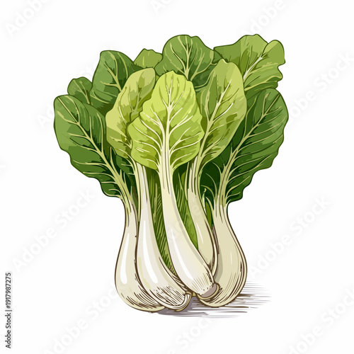 Bok choy illustration featuring fresh bok choy, green leaves, and white stalks on a clean background from a front viewpoint