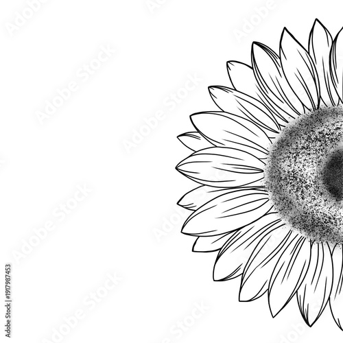 Detailed sketch of a sunflower flower. beautiful idea for a flower tattoo. su...