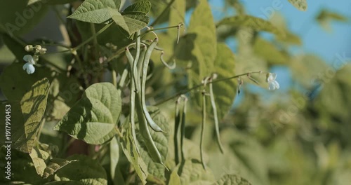 Young green bean pods on a bush growing on a farm. Phaseolus vulgaris development from flower to fruit in a garden, organic legumes cultivation, eco products under open sky, healthy food concept.