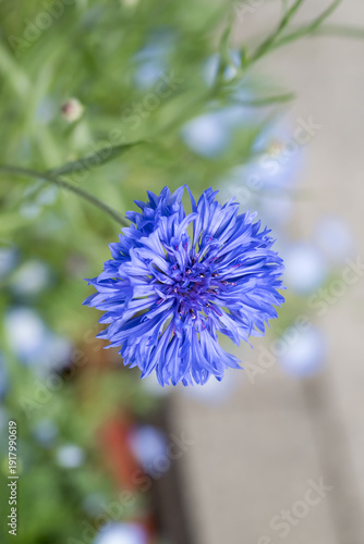 Beautiful cornflower (centaurea cyanus) in garden.