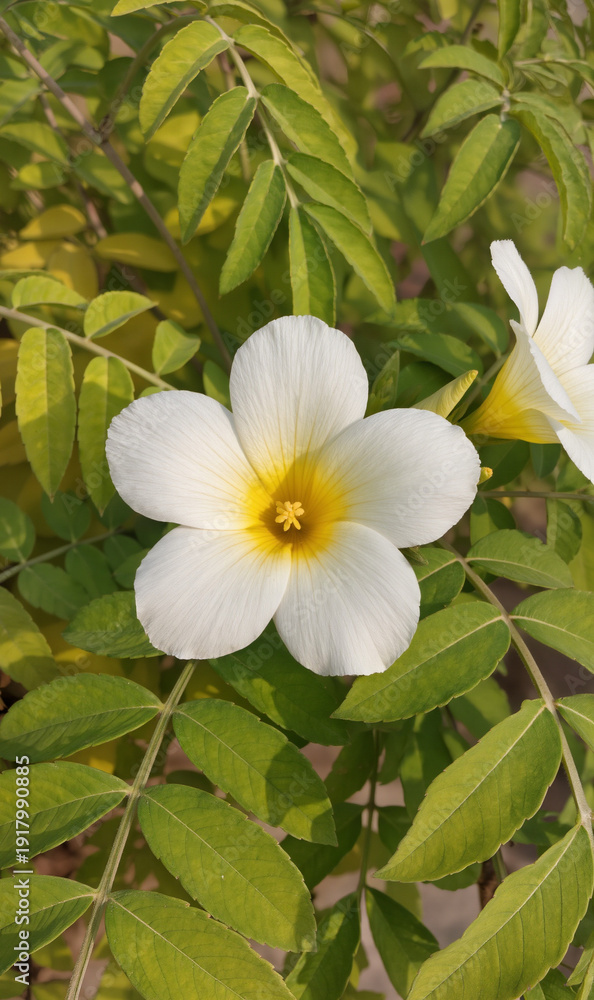Fototapeta premium frangipani flower in the garden