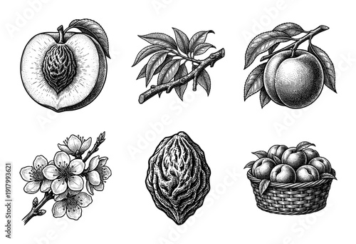 Vintage peach botanical illustration set featuring fruit halves, pits, blossoms, branches, and a woven basket in a hand-drawn woodcut engraving style.
