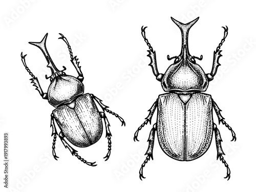 Horned rhinoceros beetle engraving illustration bold insect tattoo