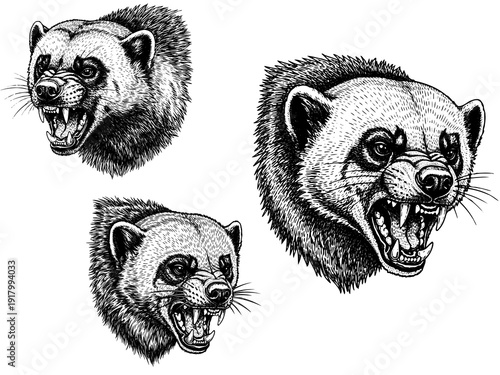 Wolverine snarling engraving illustration fierce wildlife tattoo