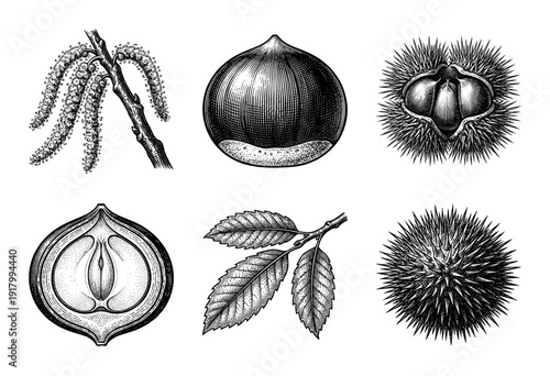 Vintage botanical engraving of chestnut tree elements including fruit nuts husks catkins and serrated leaves in detailed woodcut style