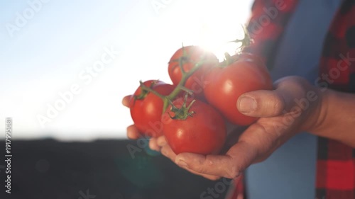 A man holding two tomatoes. Organic fresh hands harvesting tomatoes in a farm. Organic ripe vegetables produced in red agriculture. A man lifestyle grasping two tomatoes.