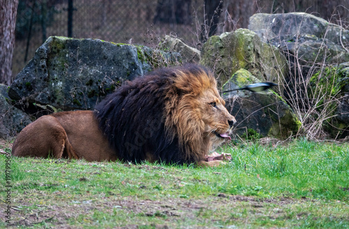 Majestic Male Lion Resting on Grass With Full Dark Mane in Natural Rocky Habitat