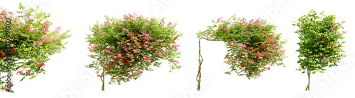 Set of campsis grandiflora flower plants, isolated on transparent background with selective focus close-up. 3D render.
