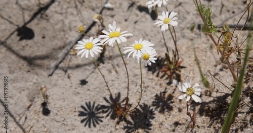 West Australian bushland
