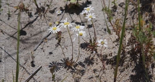 West Australian bushland