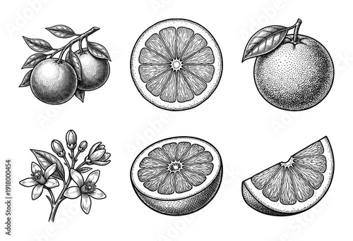 Vintage engraving of citrus fruit botanical collection featuring whole oranges, slices, wedges, and blooming flowers in a hand drawn hatched style.