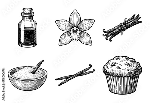 Vintage engraving style collection of vanilla plant elements including flower orchid pods extract bottle powder bowl and muffin