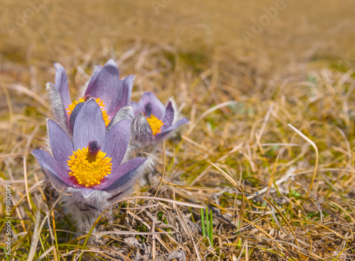 Obraz na plátně closeup violet crocus flowers in grass, wild flowers natural background