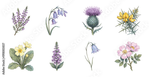 Vintage Botanical Illustration Set of Scottish Wildflowers