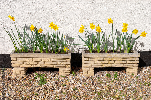 daffodils in the garden brick pots against wall white plain in uk