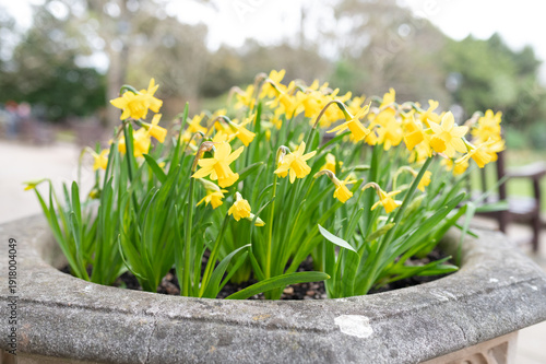 daffodiles in blossom shallow depth of field uk