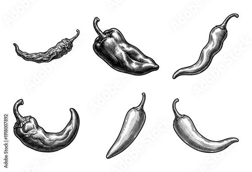 Set of six hand drawn chili pepper illustrations in a vintage monochrome woodcut engraving style.