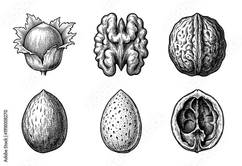 Vintage engraving of various nuts including walnut almond and hazelnut in shell and kernel forms set in black and white etching style.