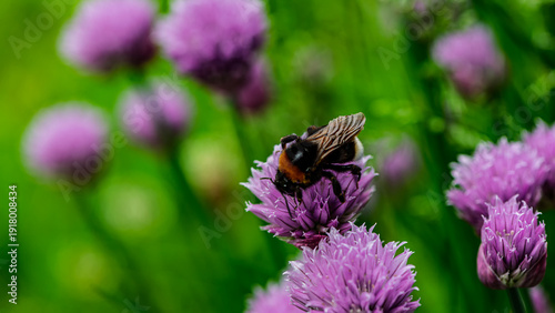 Bumblebee gathering nectar and pollen on purple wild onion flowers.