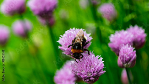 Bumblebee gathering nectar and pollen on purple wild onion flowers.