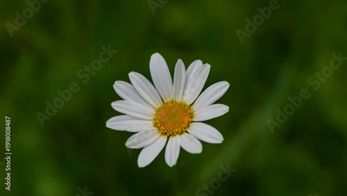 White daisy flower on blurred green meadow background.