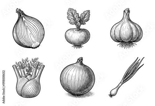Vintage engraving style collection of root vegetables and alliums featuring onions garlic fennel and radish in a hand drawn woodcut aesthetic