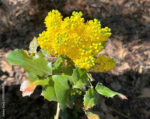 Fototapeta Mahonia aquifolium yellow flowering plant.