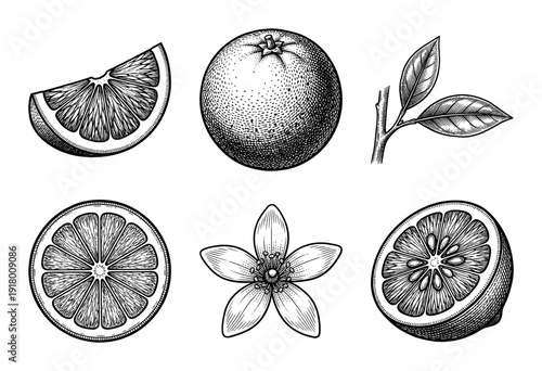 Vintage botanical engraving of citrus fruit collection featuring whole orange lemon slice blossom and leaves in hand drawn etching style