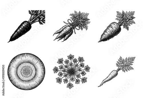 Vintage engraving style carrot botanical collection featuring whole vegetables, tied bunch, cross section slice, and flowering umbel