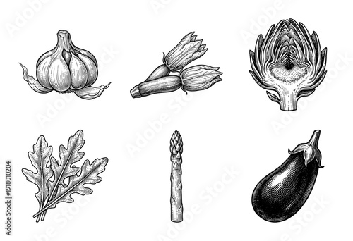 Vintage style botanical illustration set featuring garlic squash blossoms artichoke arugula asparagus and eggplant in woodcut engraving technique.