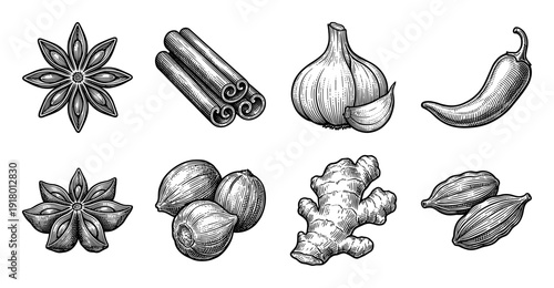Collection of hand drawn vintage engraving style culinary spices and aromatics including star anise cinnamon garlic chili ginger and cardamom