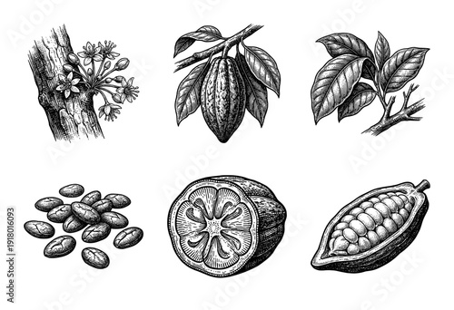 Vintage botanical engraving of cacao plant components including cocoa pods, flowering branch, leaves, cross section, and fermented beans.