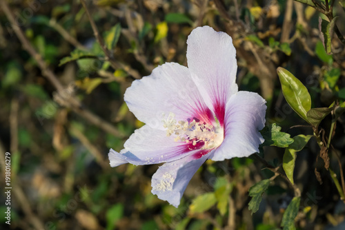 Beautiful Rose of Sharon (Hibiscus syriacus) flower.