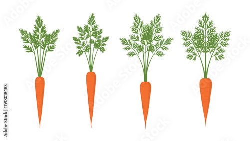 Row of four fresh orange carrots with green tops arranged by size representing garden growth and healthy organic vegetables.