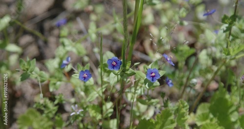 West Australian bushland