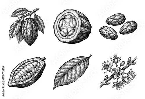 Vintage engraving of cacao botanical elements including cocoa pods, beans, seeds, leaves, and flowers in a detailed hand-drawn line art style.