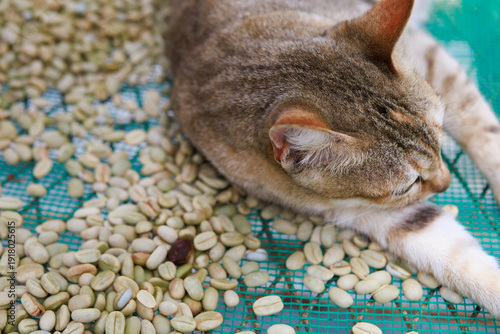 Cats living on a coffee plantation.